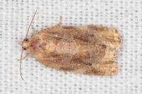 Archips xylosteana