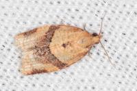 Clepsis consimilana