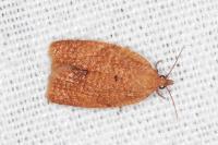 Clepsis consimilana