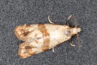 Phalonidia contractana