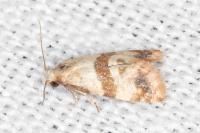 Phalonidia contractana