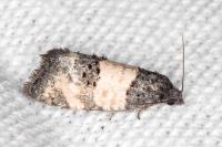 Propiromorpha rhodophana