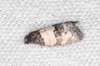 Propiromorpha rhodophana