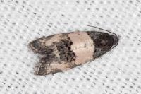 Propiromorpha rhodophana