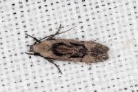 Carpatolechia decorella