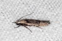 Carpatolechia decorella