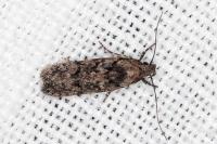 Carpatolechia decorella