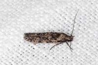 Carpatolechia decorella