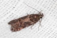Neotelphusa cisti