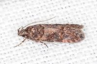 Neotelphusa cisti
