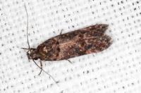 Neotelphusa cisti