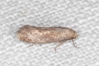 Elachista pigerella