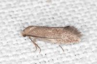 Elachista pigerella