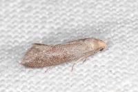 Elachista pigerella