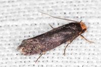 Cephimallota crassiflavella