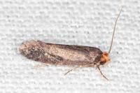 Cephimallota crassiflavella