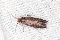 Cephimallota crassiflavella