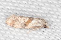Cochylidia implicitana