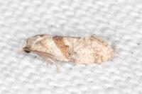 Cochylidia implicitana