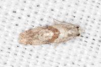 Cochylidia implicitana