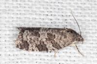 Cnephasia ecullyana