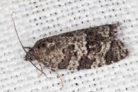 Cnephasia ecullyana