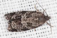 Cnephasia ecullyana