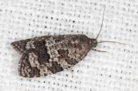 Cnephasia ecullyana