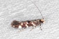 Eteobalea serratella