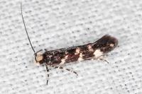 Eteobalea serratella