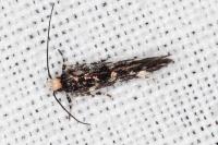 Eteobalea serratella