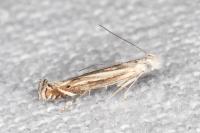 Isophrictis striatella