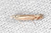 Isophrictis striatella