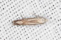 Isophrictis striatella