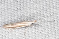 Coleophora pulchripennella