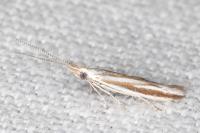 Coleophora pulchripennella