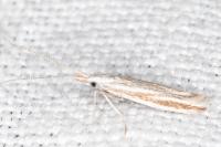 Coleophora pulchripennella