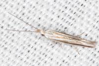 Coleophora pulchripennella