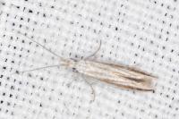 Coleophora pulchripennella