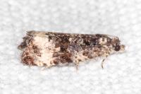 Endothenia marginana