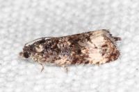 Endothenia marginana