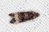 Endothenia marginana