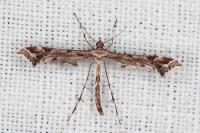 Amblyptilia acanthadactyla