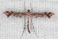 Amblyptilia acanthadactyla