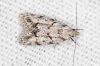 Symmoca signatella