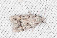Symmoca signatella