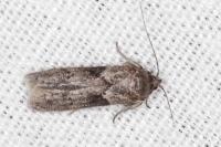 Blastobasis glandulella