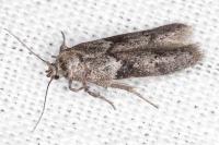 Blastobasis glandulella