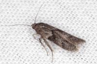 Blastobasis glandulella