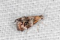 Tebenna micalis